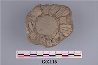 藏品(藤壺)的圖片